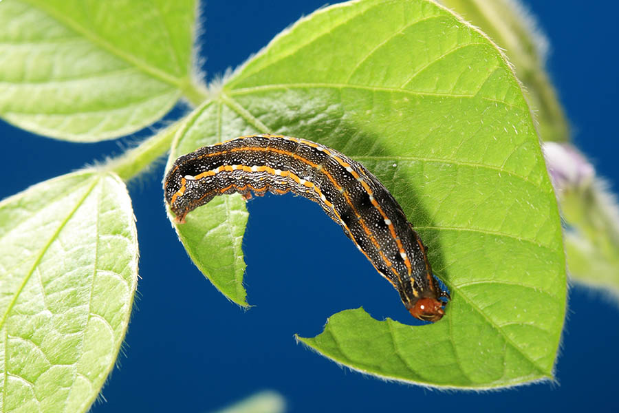 ASB64831b